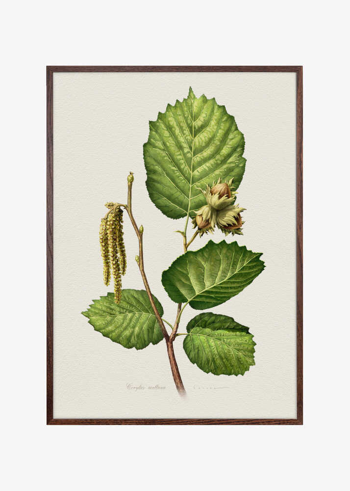 Corylus Avellana