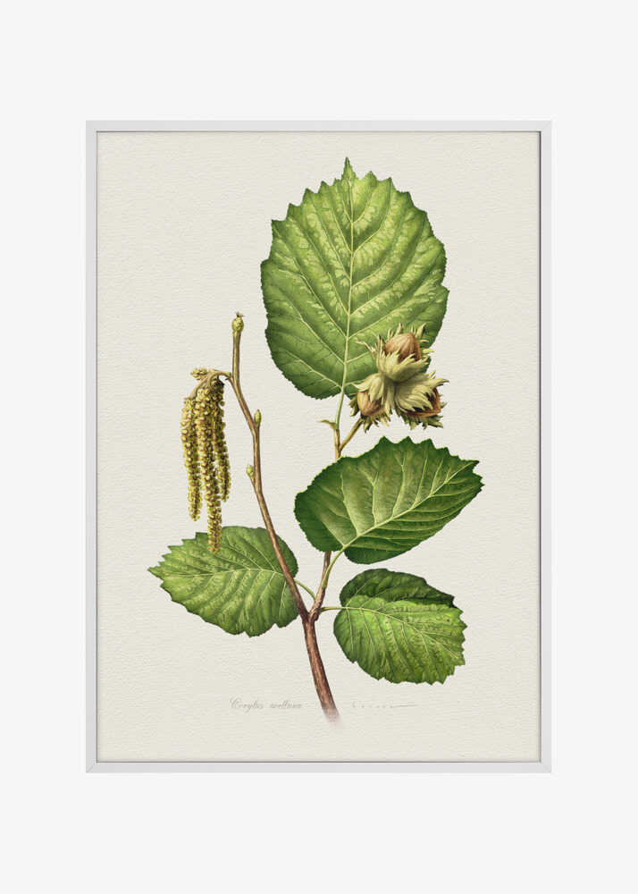 Corylus Avellana