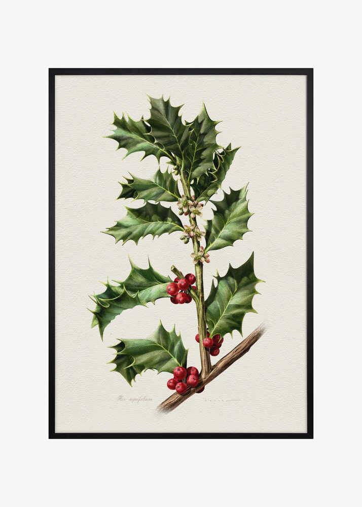Ilex Aquifolium