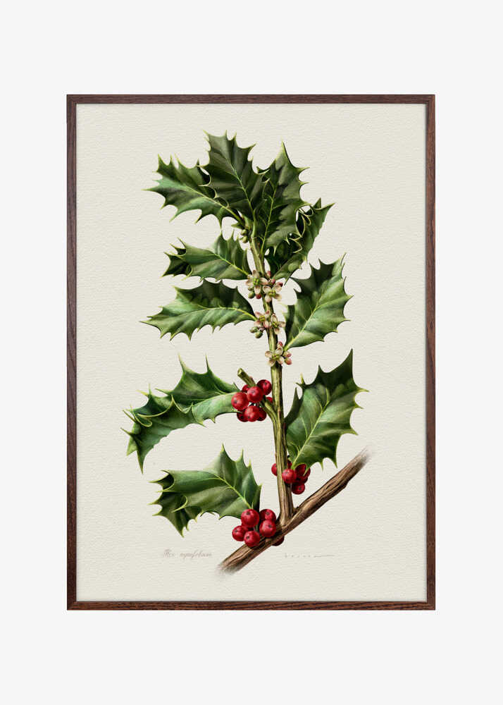 Ilex Aquifolium