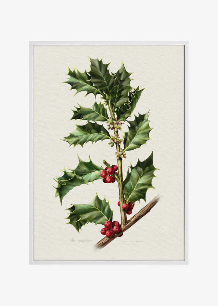 Ilex Aquifolium