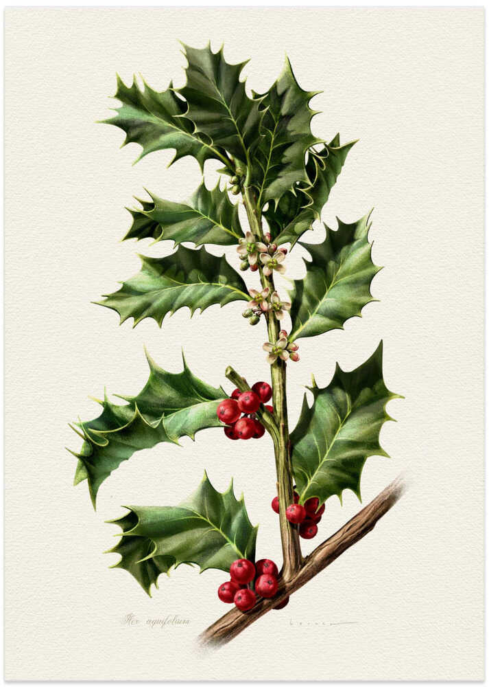 Ilex Aquifolium
