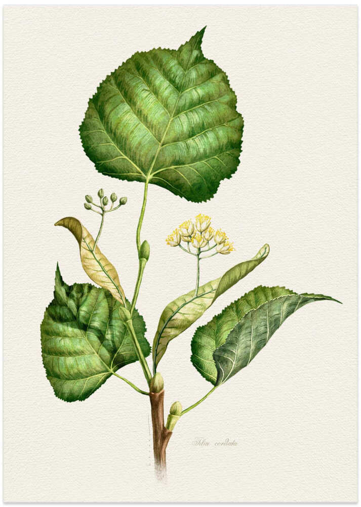 Tilia Cordata