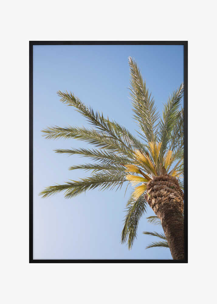 Vejer de La Frontera Palm Tree