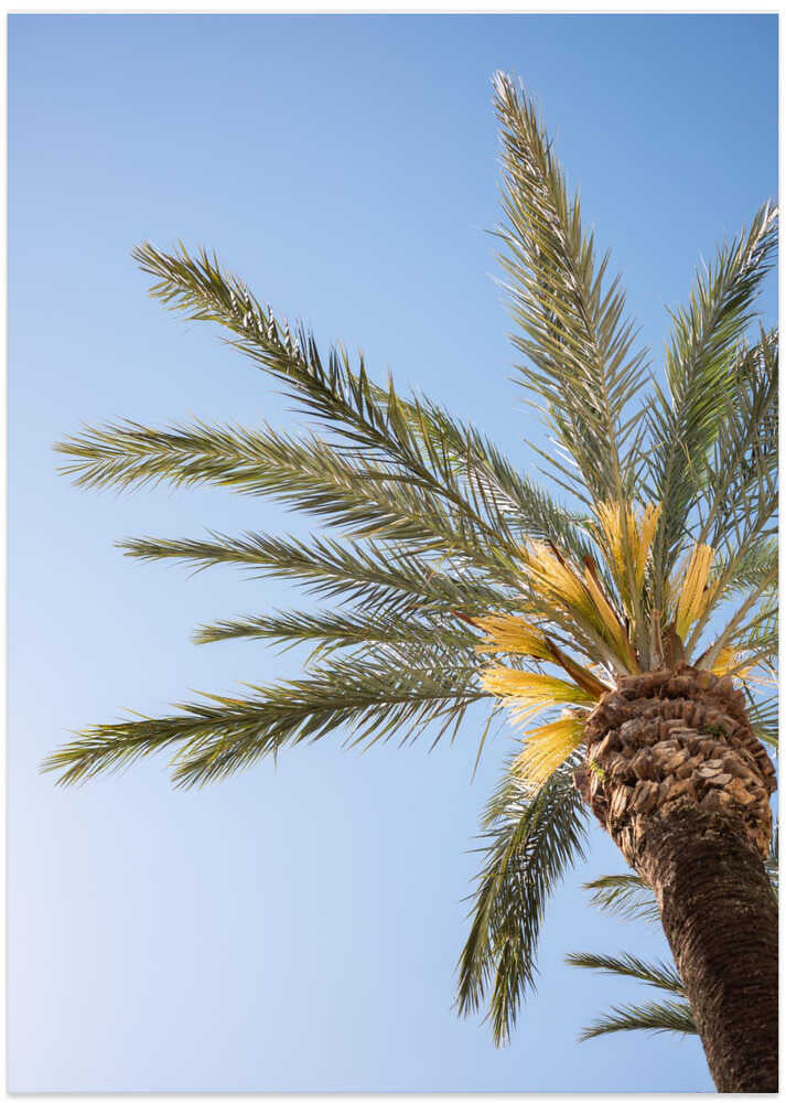 Vejer de La Frontera Palm Tree