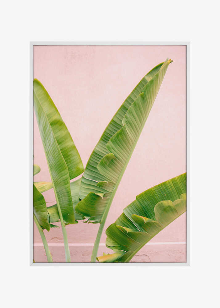 Merida Green on Pink