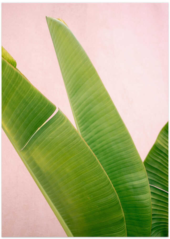 Merida Green on Pink