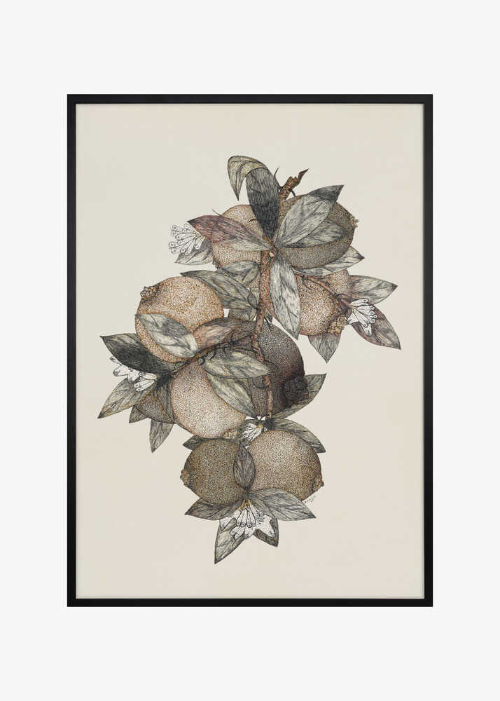 Pomegranate (1867) Rufus King