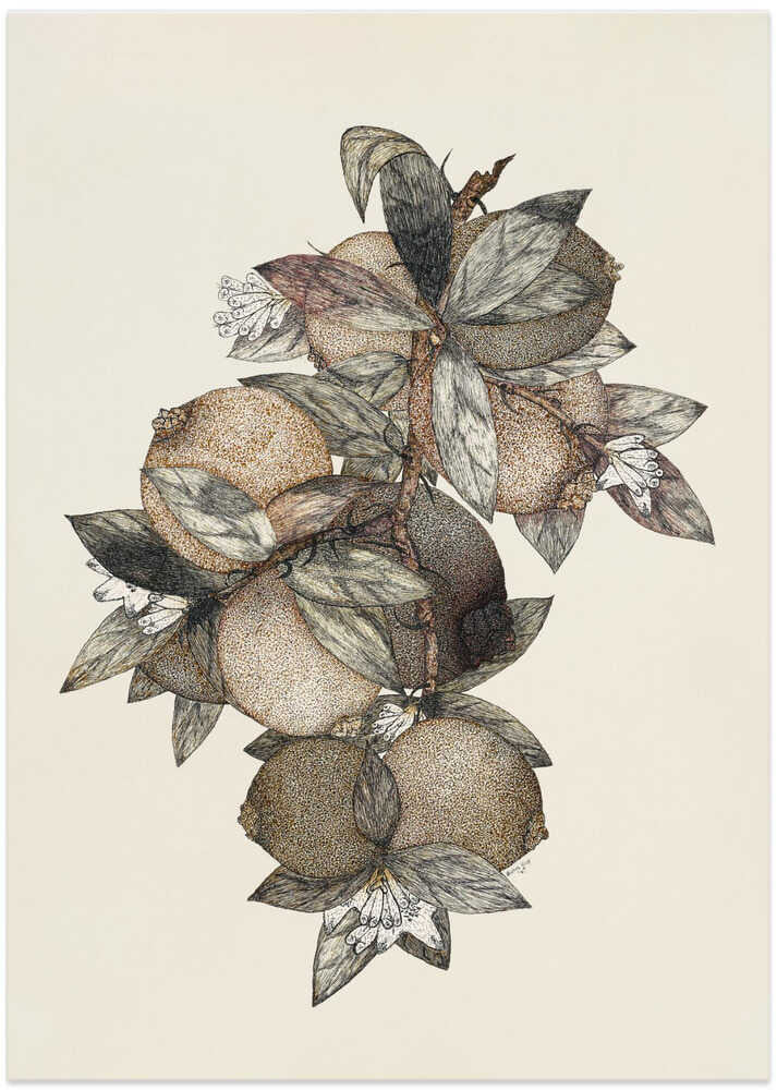 Pomegranate (1867) Rufus King