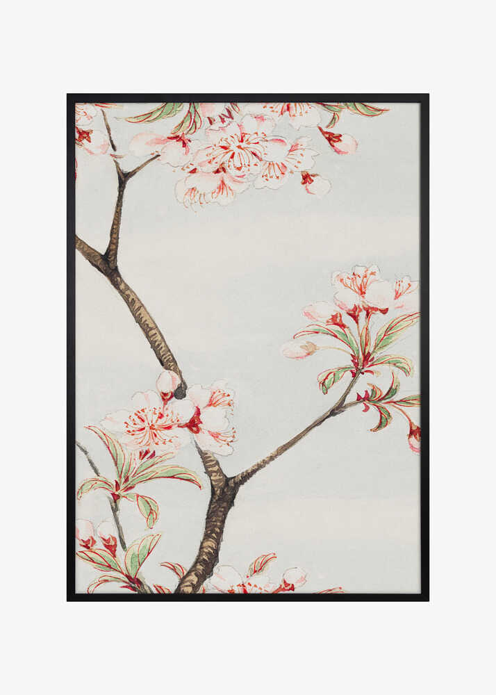 Sakura Cherry During 1870–1880