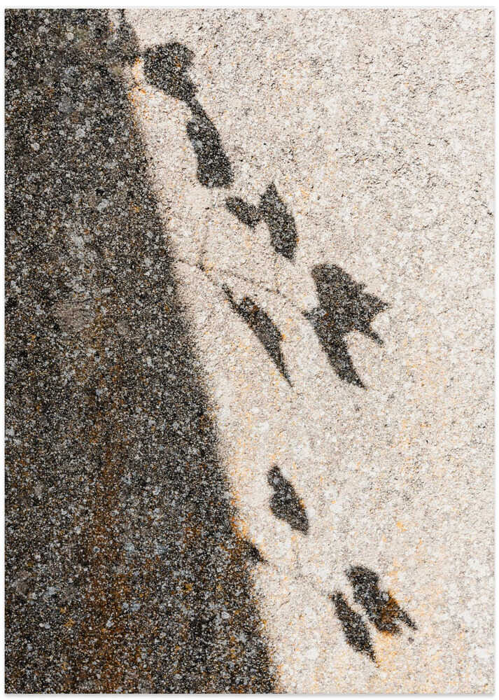 Botanical shadow on the wall