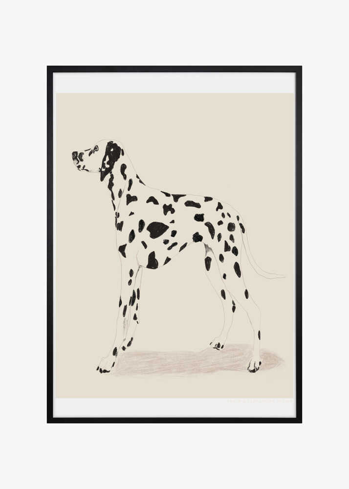 Pandc Dalmation