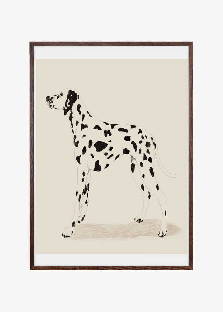 Pandc Dalmation