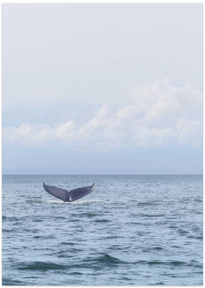 Whale&#039;s Farewell