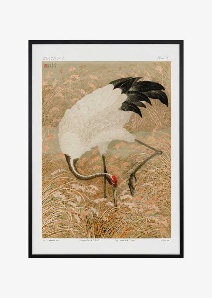 Sarus Crane In Rice Field