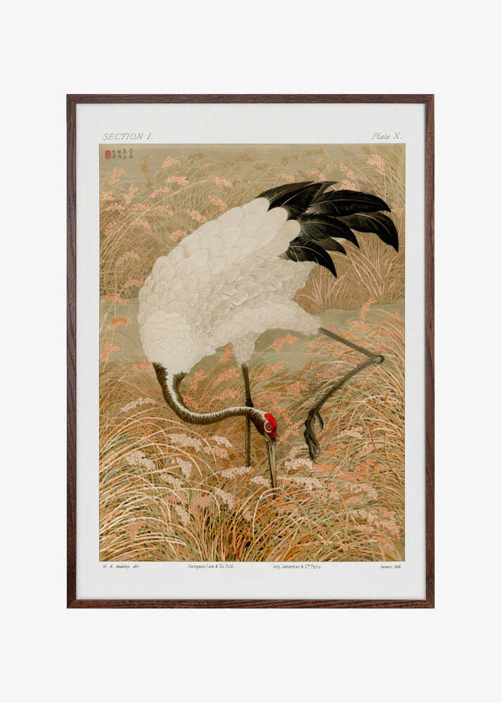 Sarus Crane In Rice Field
