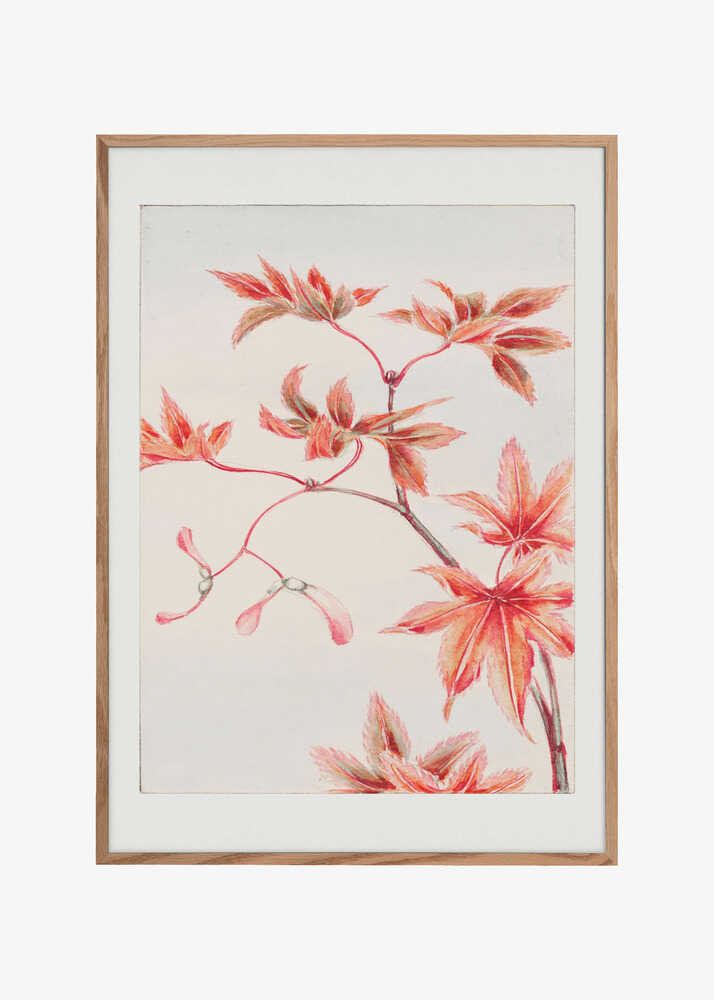 Branch of Momiji Maple Tree With Leaves and Seeds During 1870–1880