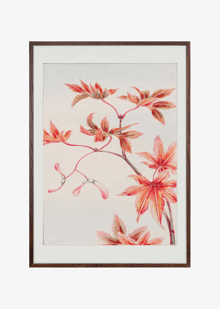 Branch of Momiji Maple Tree With Leaves and Seeds During 1870–1880