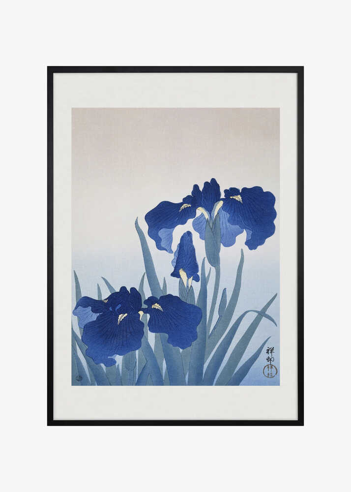 Iris Flowers