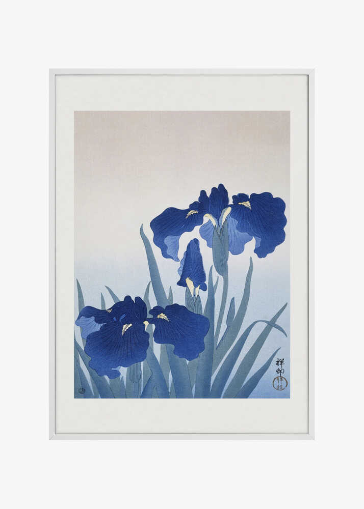 Iris Flowers