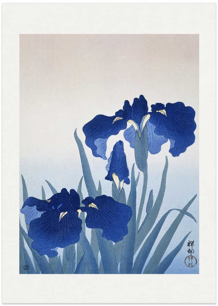 Iris Flowers