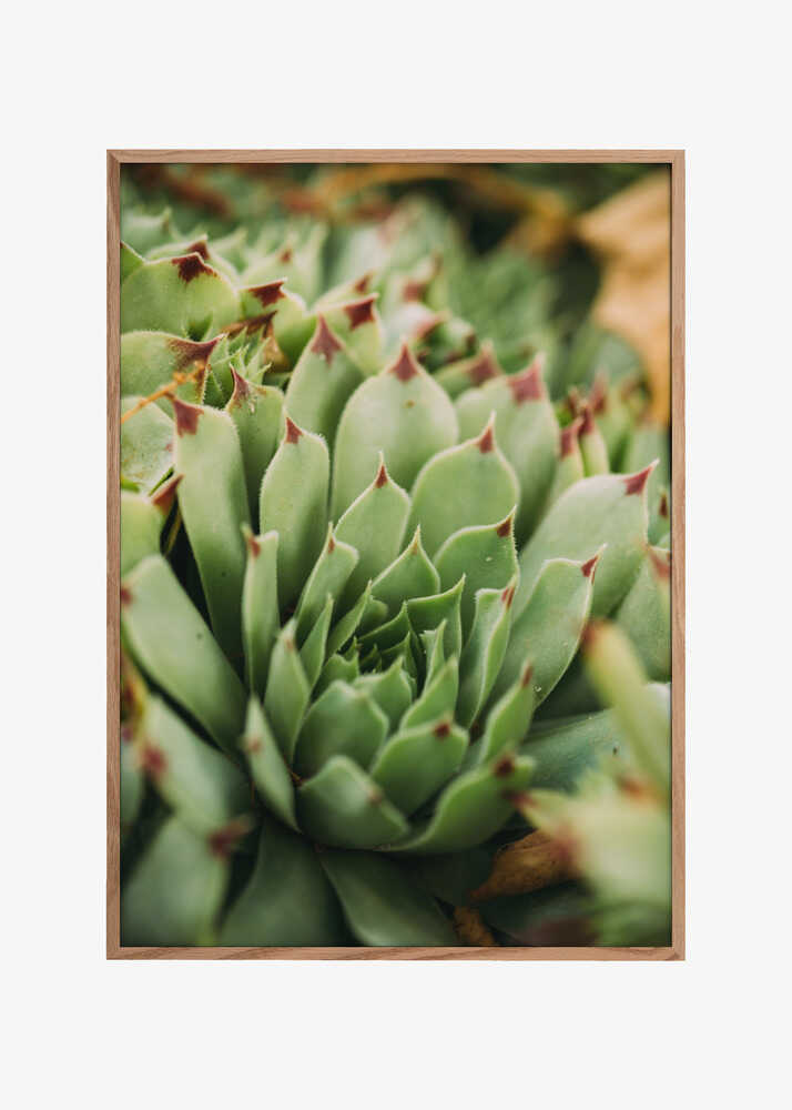 Succulent Whorl