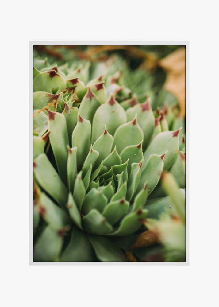 Succulent Whorl