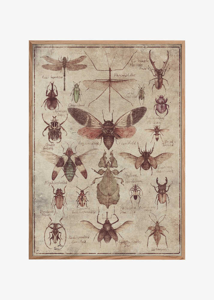 Vintage-style  Insects