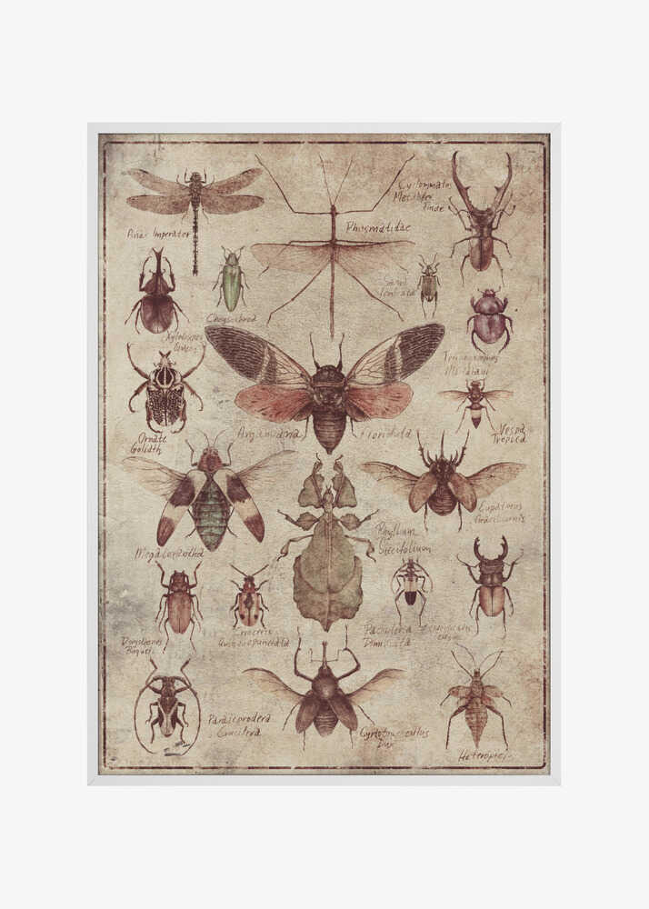 Vintage-style  Insects