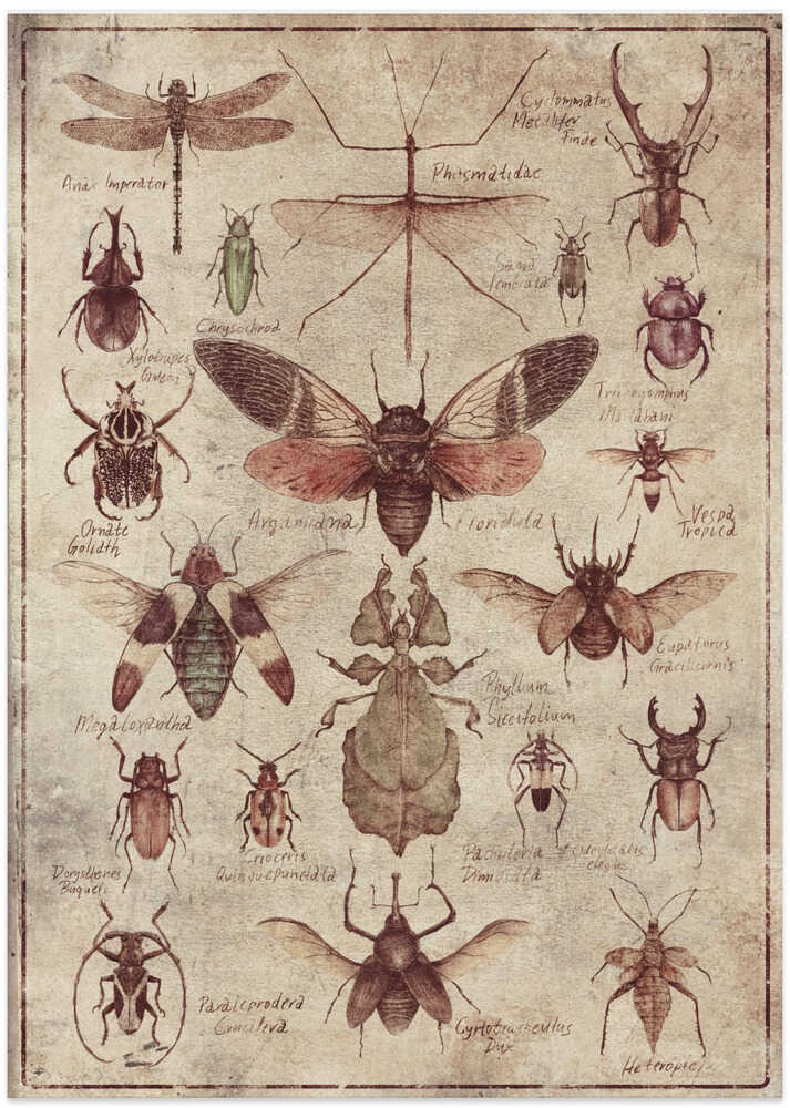 Vintage-style  Insects
