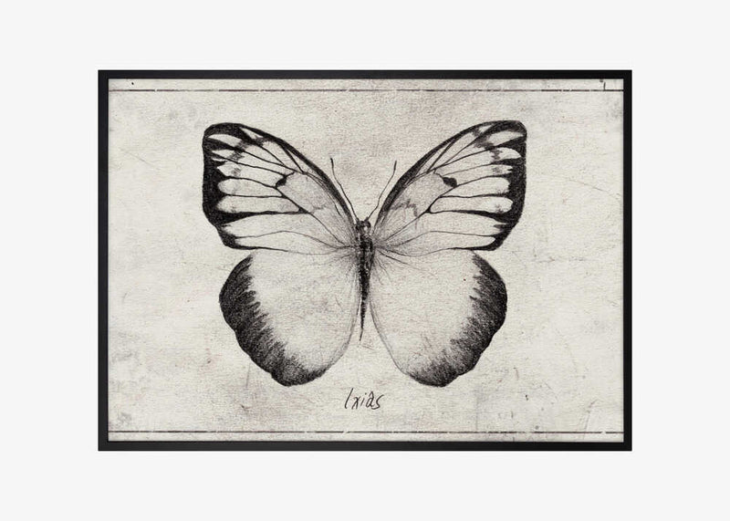 Sketch Of A Butterfly
