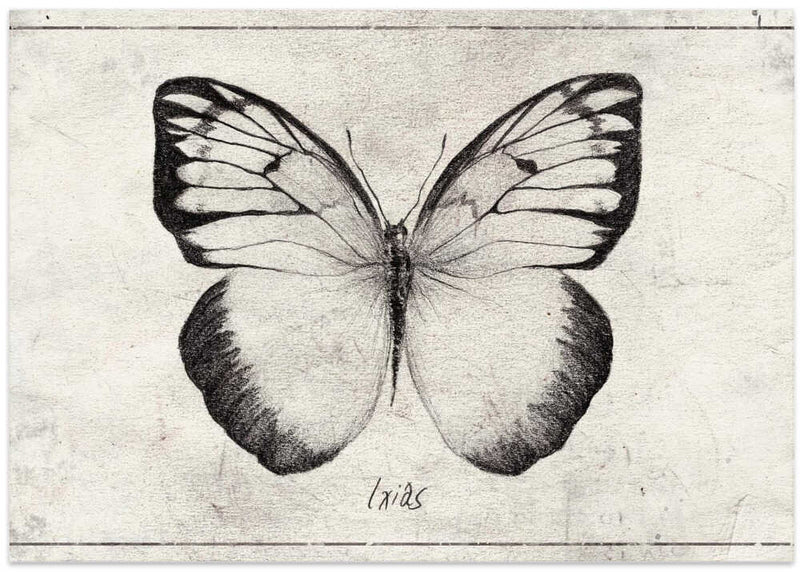Sketch Of A Butterfly