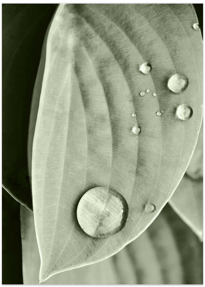 Dew on Leaf Elegance