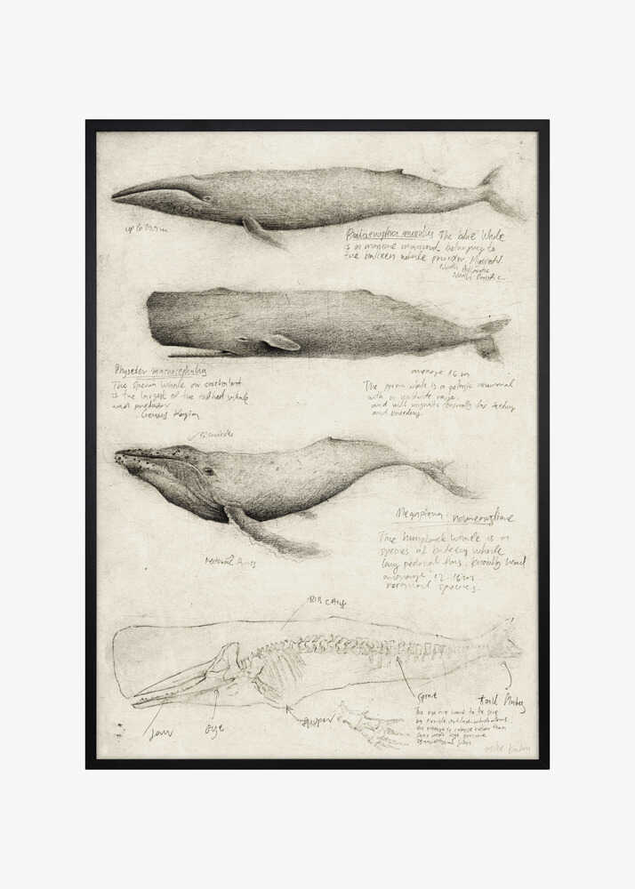Sketches Of Various Whale