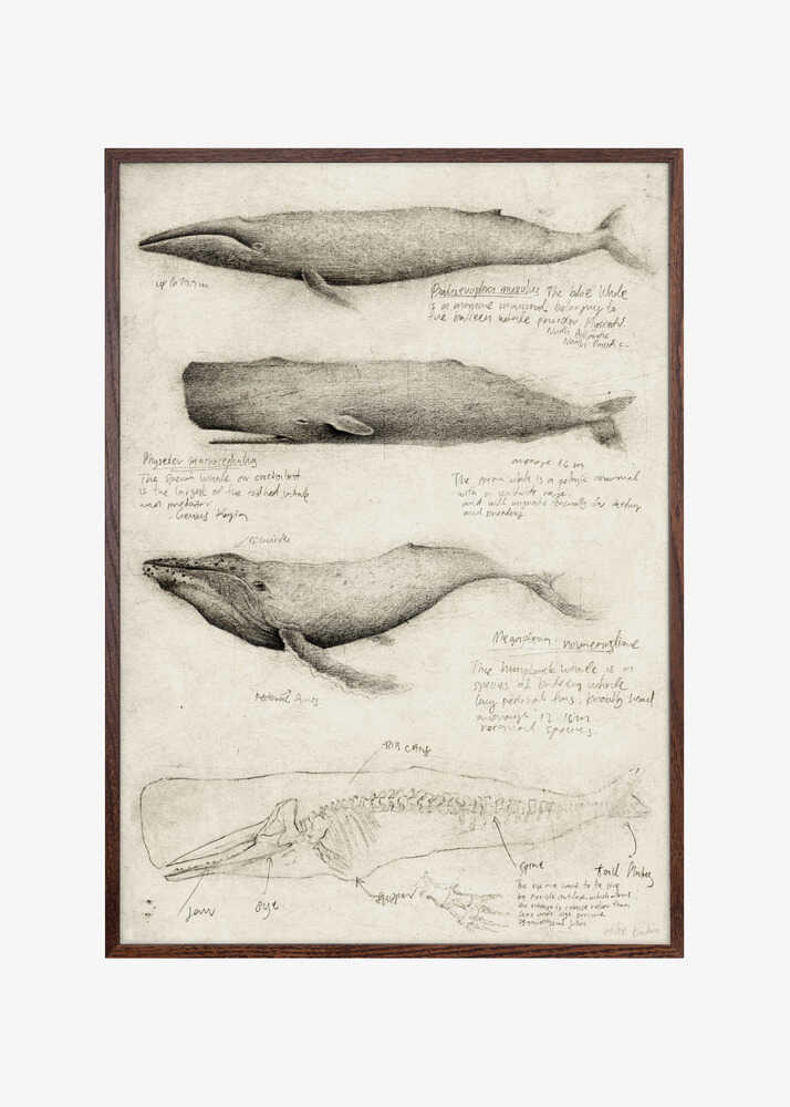 Sketches Of Various Whale