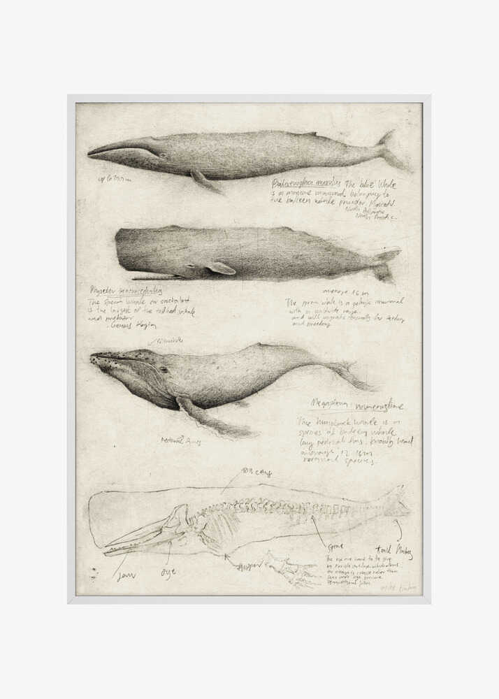 Sketches Of Various Whale
