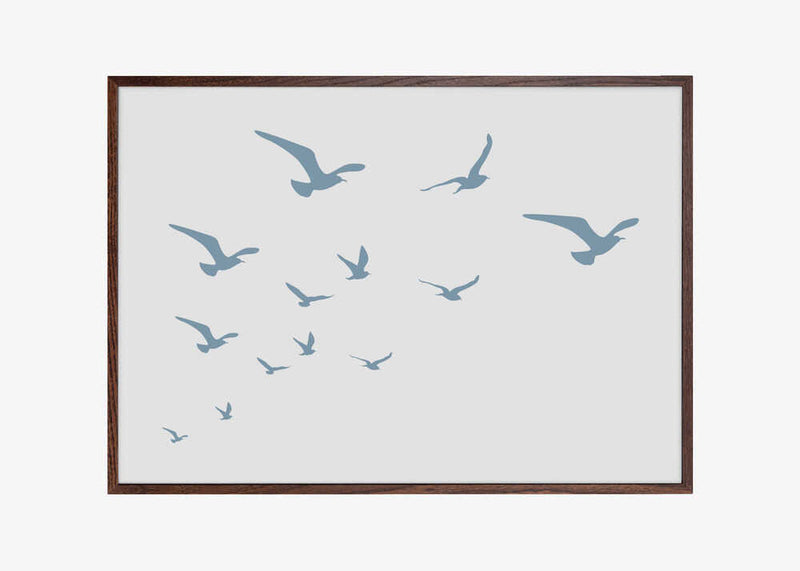 Seagulls White Background