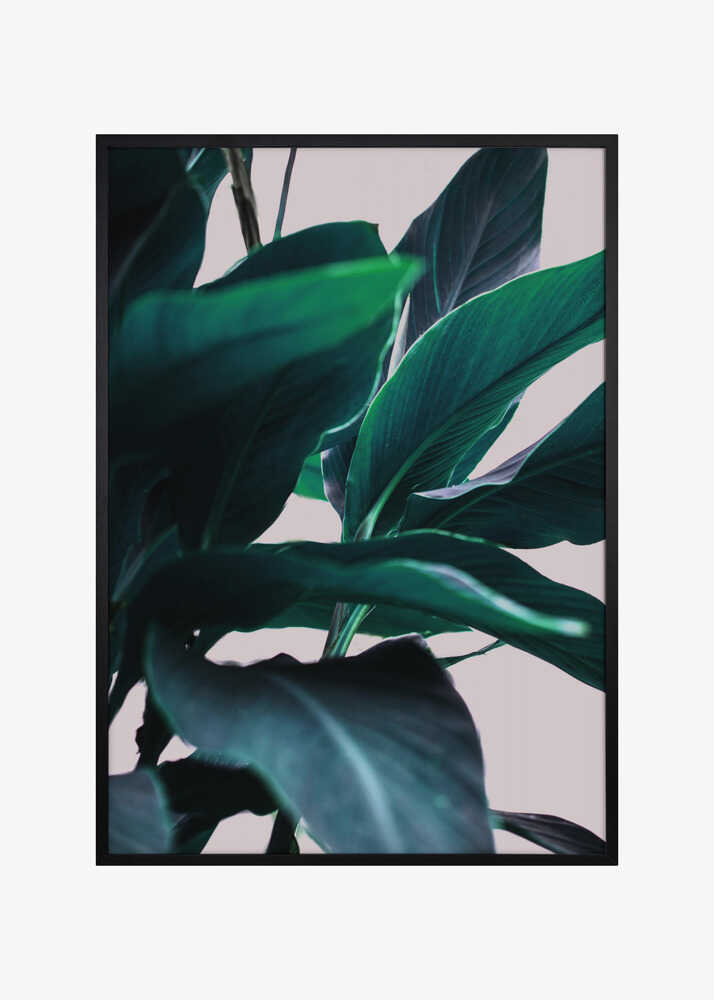 Elegance Of Tropical Leaves