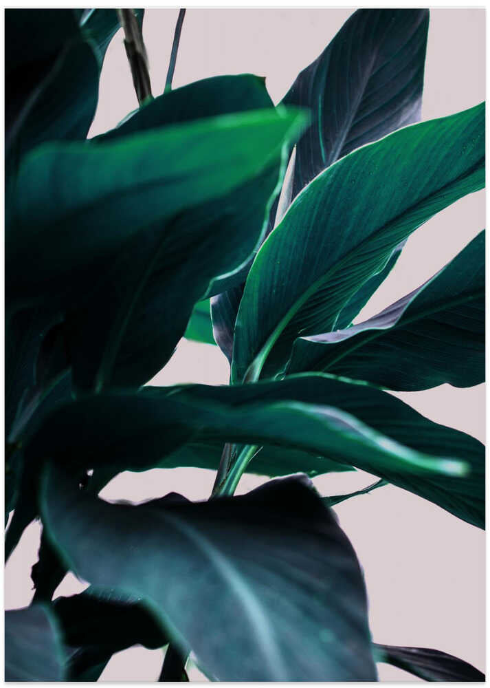 Elegance Of Tropical Leaves