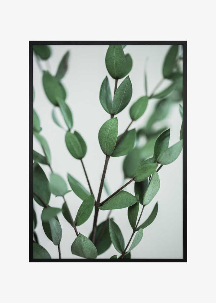 Eucalyptus Branches