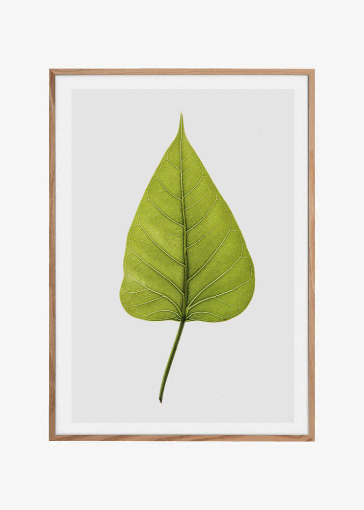 Single Green Leaf With Intricate Vein Patterns