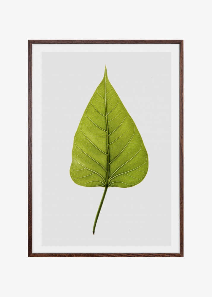 Single Green Leaf With Intricate Vein Patterns