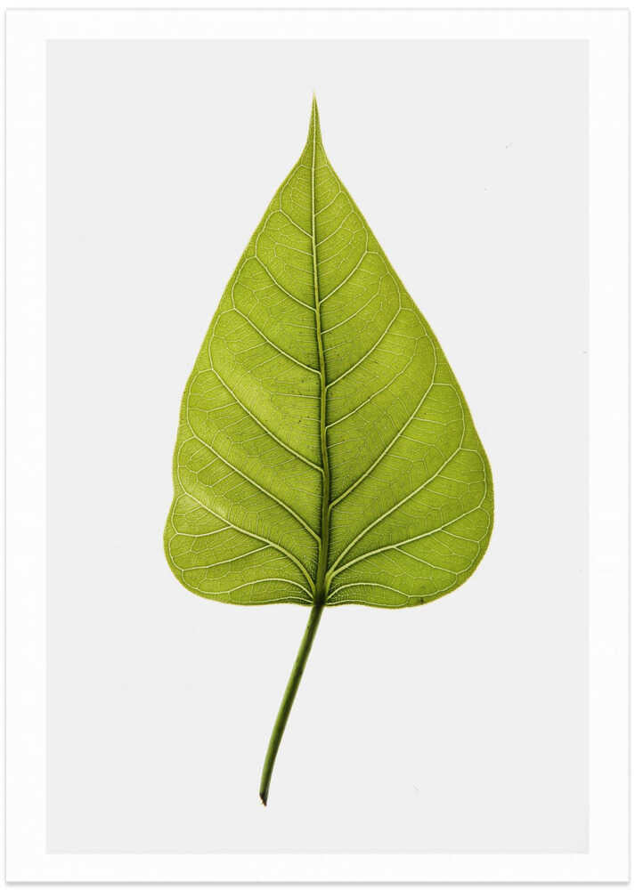 Single Green Leaf With Intricate Vein Patterns