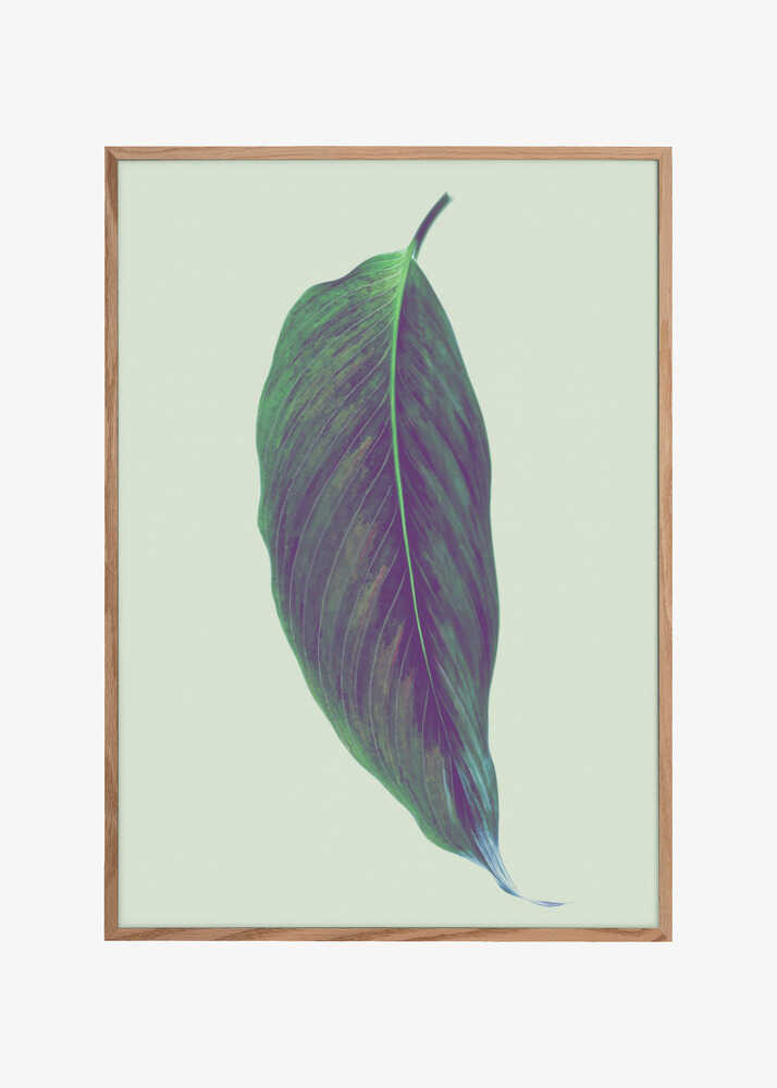 Single Green Leaf