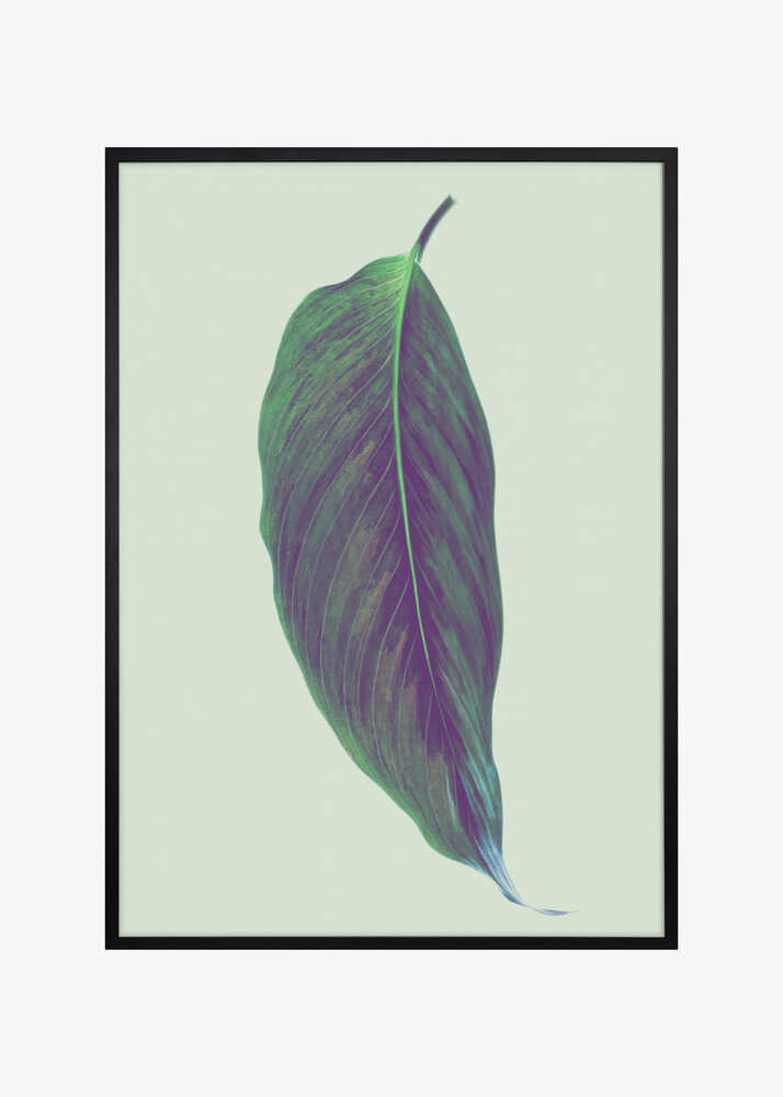 Single Green Leaf