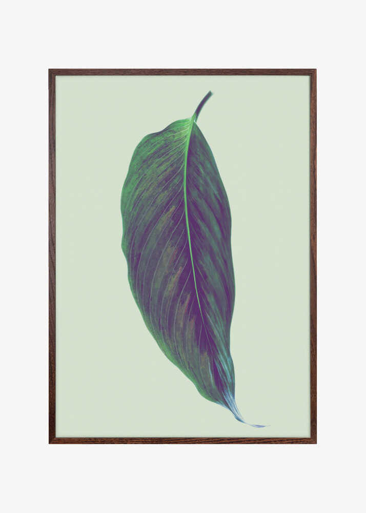 Single Green Leaf