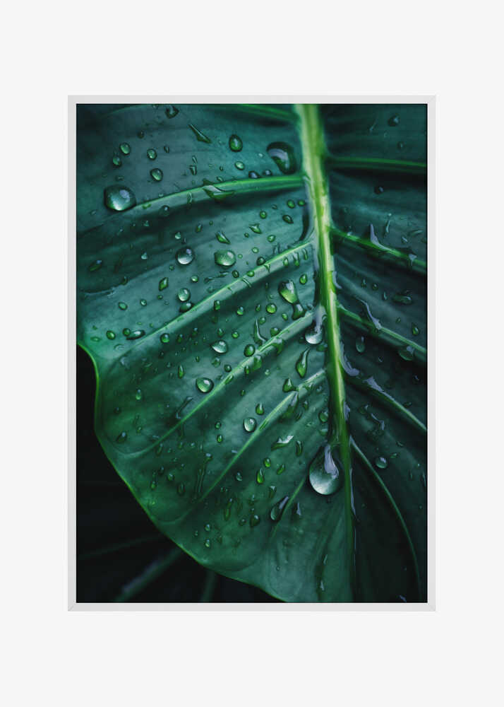 Rain Kissed Leaf