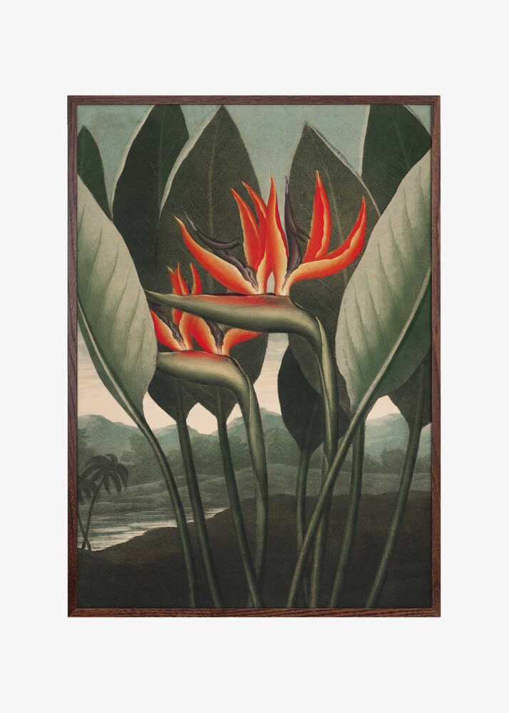 The Queen–Plant from The Temple of Flora (1807)