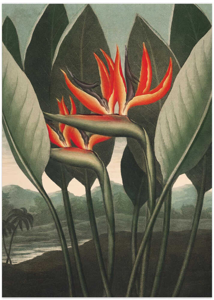 The Queen–Plant from The Temple of Flora (1807)