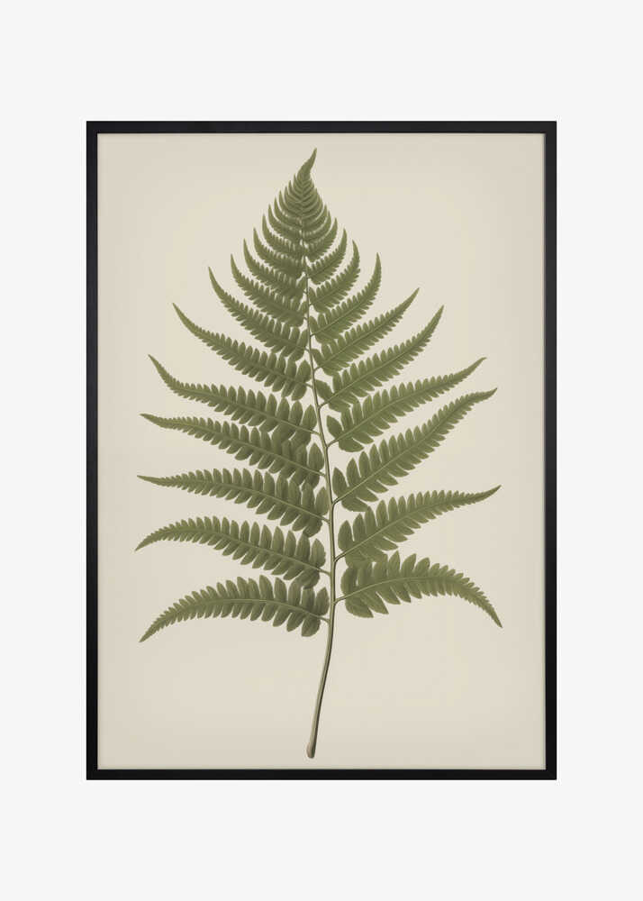 Dryopteris Filix Mas